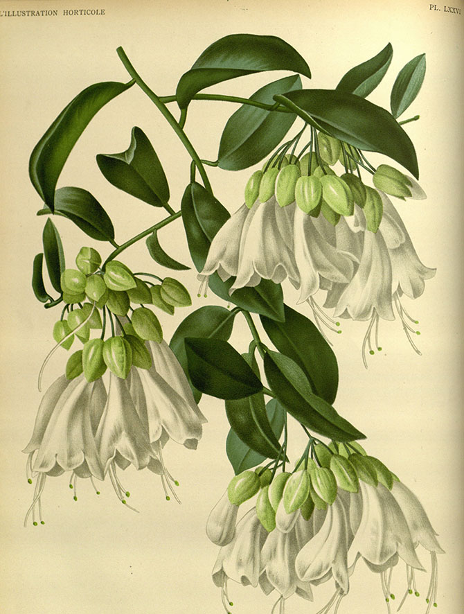 Planche de Oxera pulchella subsp. grandiflora tirée de Rodigas, E. (1889). Oxera pulchella. L’Illustration Horticole 36: 17-18, Pl. LXXVI.